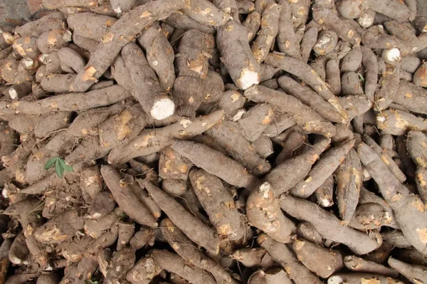Manioc Frais – Variété VILY
