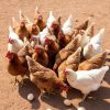 Poule Pondeuse