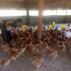 Poule Pondeuse