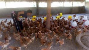 Poule Pondeuse
