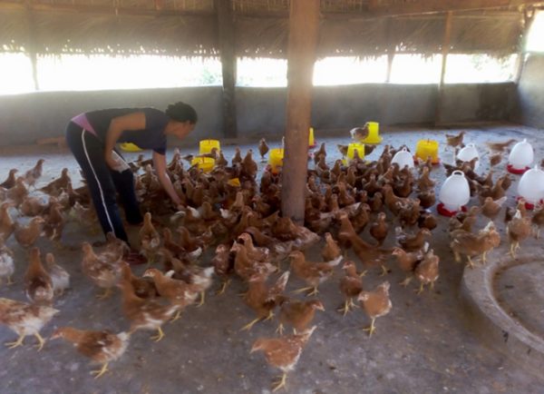 Poule Pondeuse