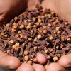 Clous de Girofle – Arôme Intense & Qualité Premium