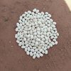 Pois du Cap Blanc