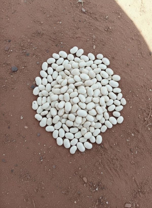 Pois du Cap Blanc