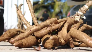 Manioc (Vohipeno)